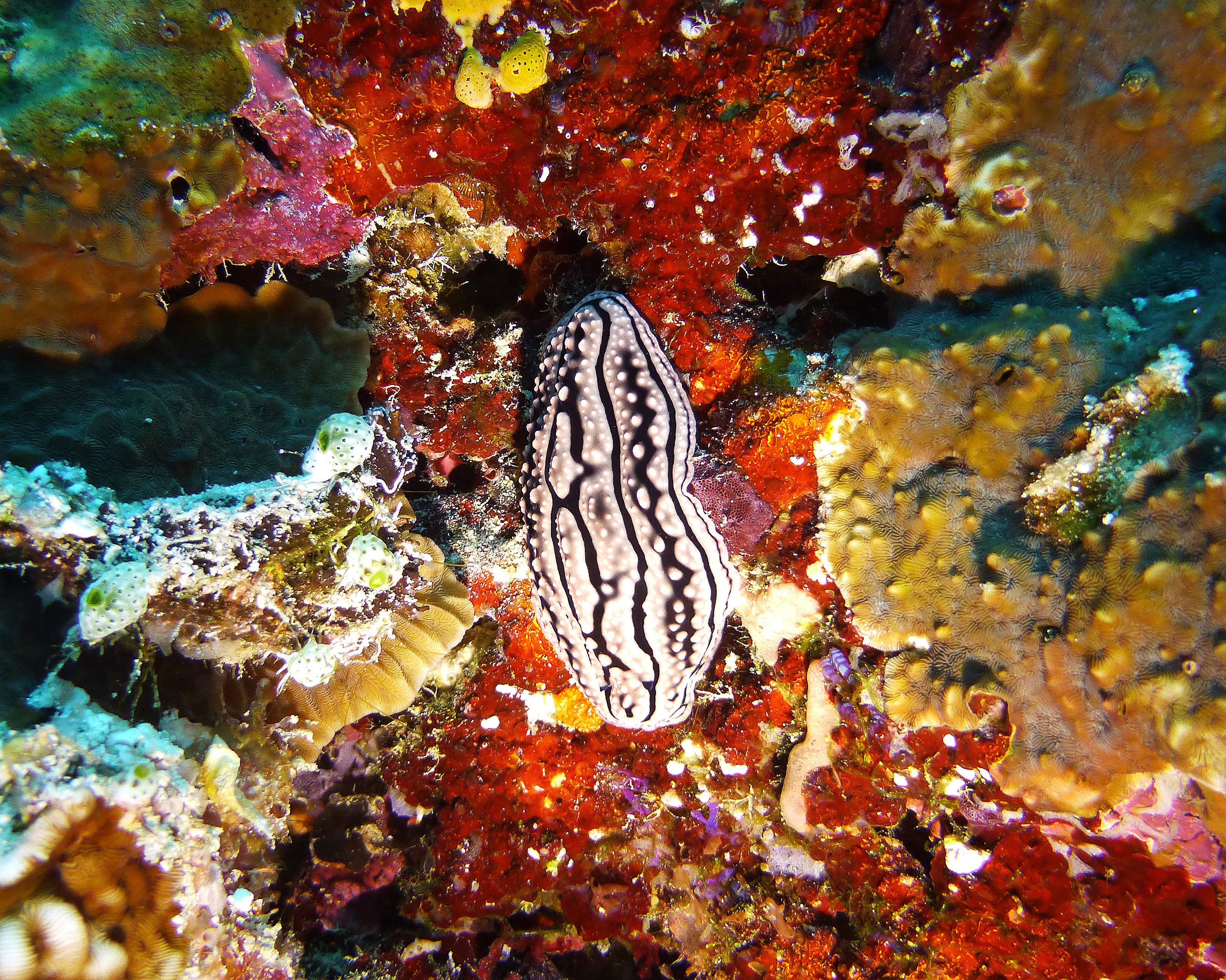 Phyllidiella zeylanica nudibranch, Maldives, 2024 